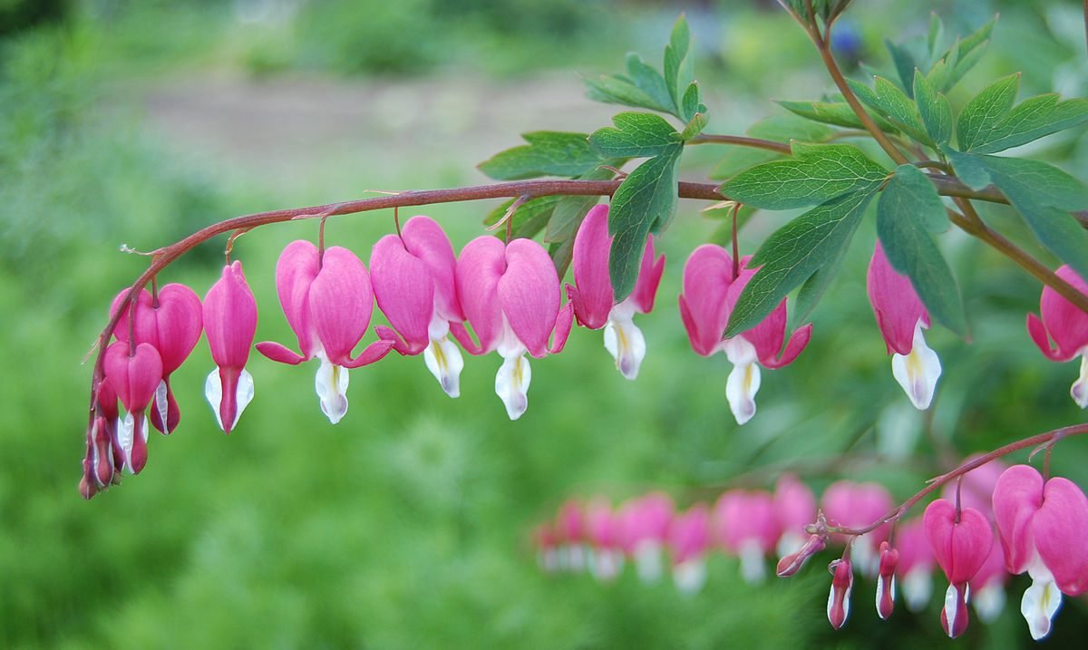1200px-Dicentra-spectabilis