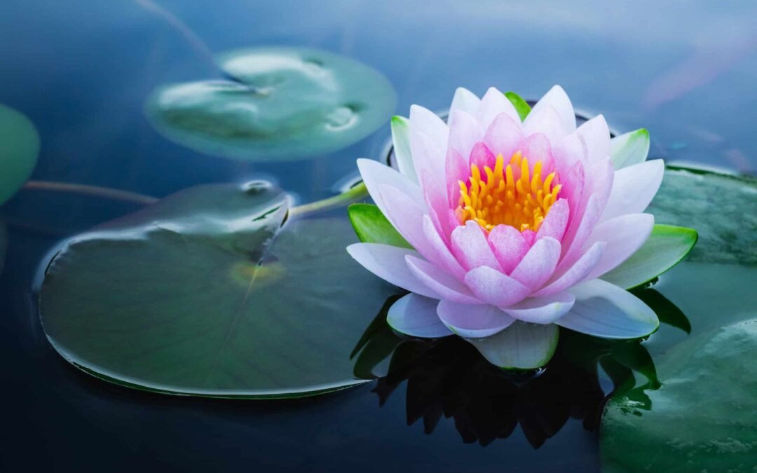 The Magic of Self-Compassion